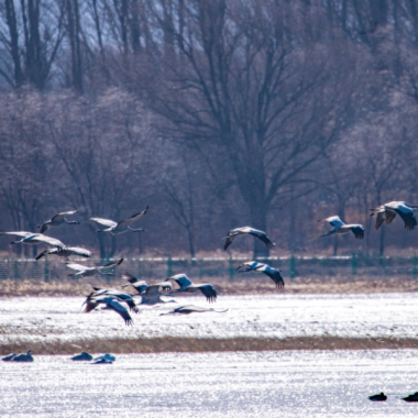 野鸭湖畔迎千余只迁徙途中的豆雁