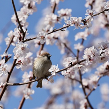 三里河公园桃花盛开