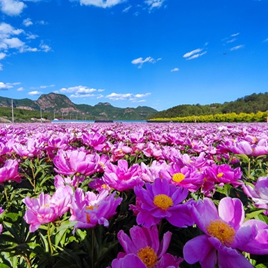 山水画卷里的怀柔初夏
