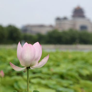 尽赏诗意莲花池公园