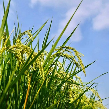 京西稻田秘境