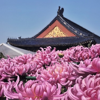 天坛菊花展万盆名菊绽放