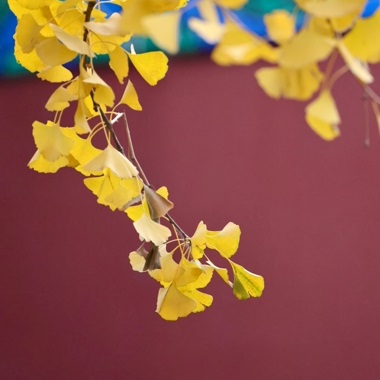 秋日地坛 银杏之约