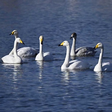 天鹅齐聚密云 混群越冬