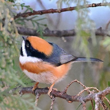 生态向好 红头长尾山雀现身密云