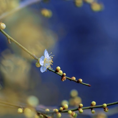 来明城墙赴一场“梅”好之约
