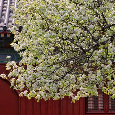 最美梨花开满智化寺
