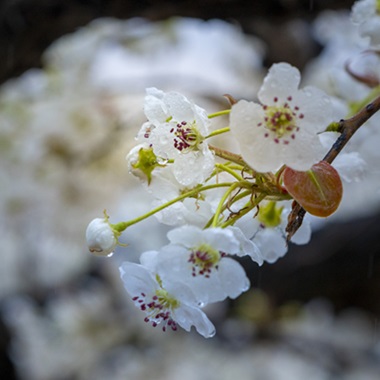 大兴，郁金香与梨花邂逅