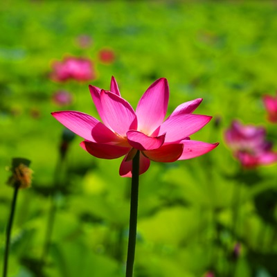 荷染怀柔 花开正好