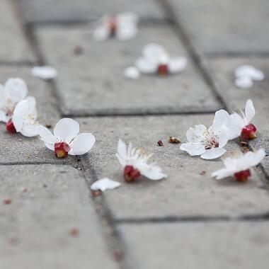 一场春雨 遍地春花