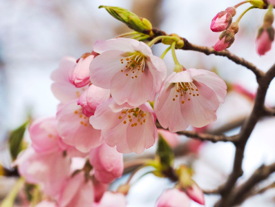 四月樱花烂漫时