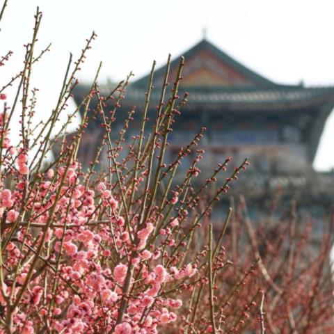 北京明城墙梅花文化节开幕