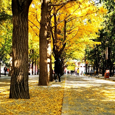地坛公园最美秋叶打卡地