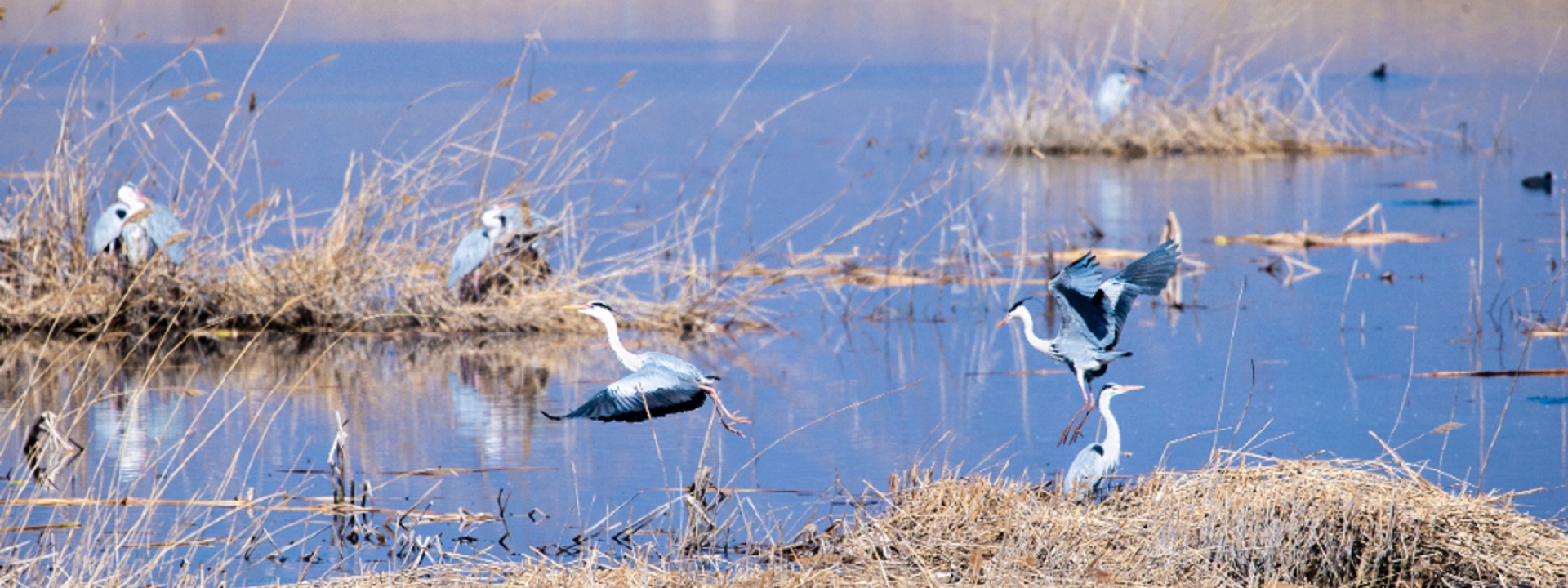 野鸭湖迎来春归候鸟