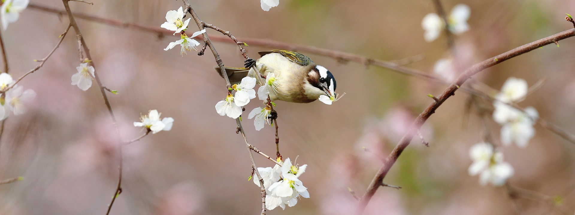 三里河桃花源记
