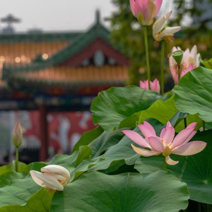 “荷”你相遇   “莲”动夏日