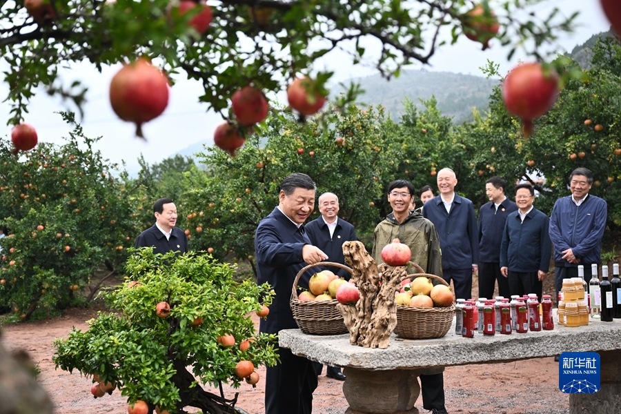 9月24日，中共中央总书记、国家主席、中央军委主席习近平在浙江考察结束返京途中，来到山东省枣庄市考察。这是习近平在位于峄城区的冠世榴园石榴种植园了解石榴产业发展情况。