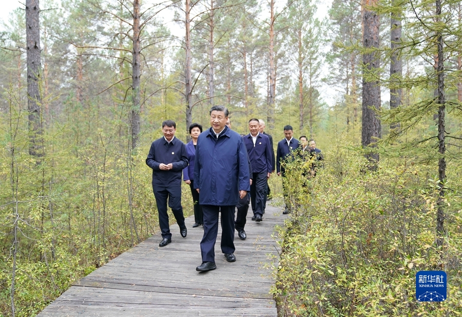 9月6日至8日，中共中央总书记、国家主席、中央军委主席习近平在黑龙江考察。这是6日下午，习近平在大兴安岭地区漠河市漠河林场自然林区考察。