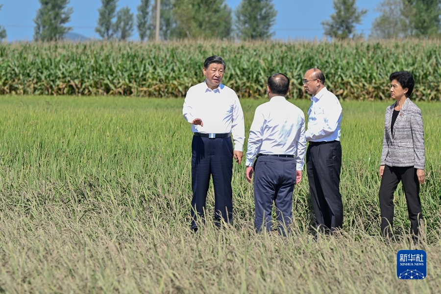 9月6日至8日，中共中央总书记、国家主席、中央军委主席习近平在黑龙江考察。这是7日上午，习近平在遭受洪涝灾害的哈尔滨尚志市老街基乡龙王庙村，察看水稻受灾情况。