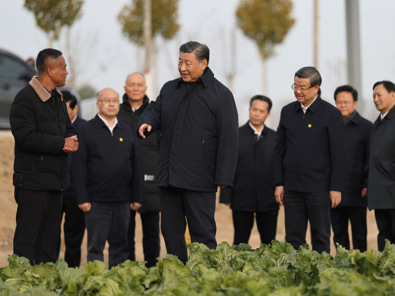  11月10日，中共中央总书记、国家主席、中央军委主席习近平在北京、河北考察灾后恢复重建工作。这是10日下午，习近平在河北保定涿州市刁窝镇万全庄村村边农田察看大白菜长势。