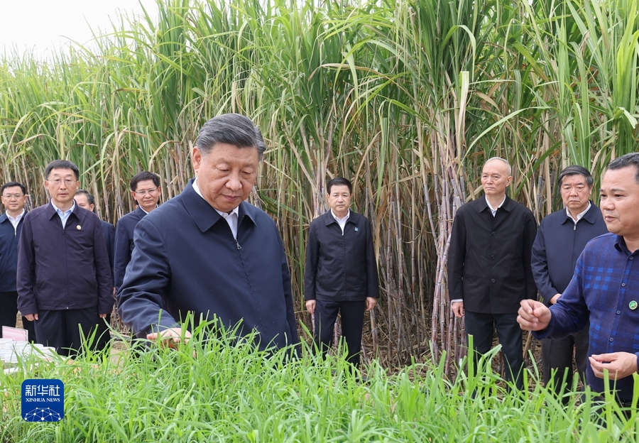 12月14日至15日，中共中央总书记、国家主席、中央军委主席习近平在广西考察。这是14日下午，习近平在来宾市国家现代农业产业园黄安优质“双高”糖料蔗基地考察。