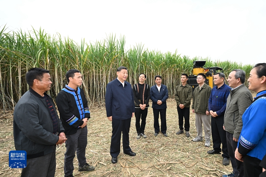 12月14日至15日，中共中央总书记、国家主席、中央军委主席习近平在广西考察。这是14日下午，习近平在来宾市国家现代农业产业园黄安优质“双高”糖料蔗基地考察时，同蔗农、农机手和农技人员亲切交流。