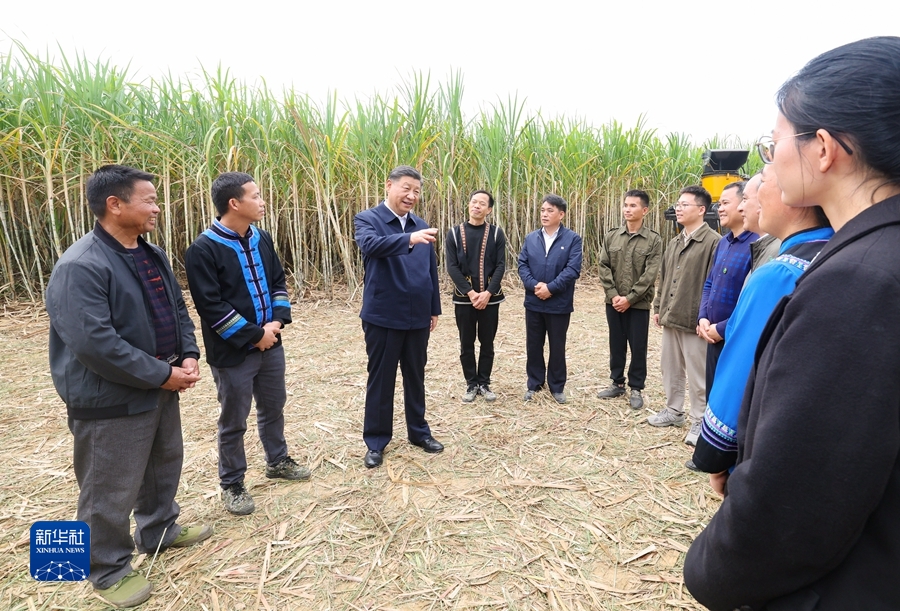 12月14日至15日，中共中央总书记、国家主席、中央军委主席习近平在广西考察。这是14日下午，习近平在来宾市国家现代农业产业园黄安优质“双高”糖料蔗基地考察时，同蔗农、农机手和农技人员亲切交流。