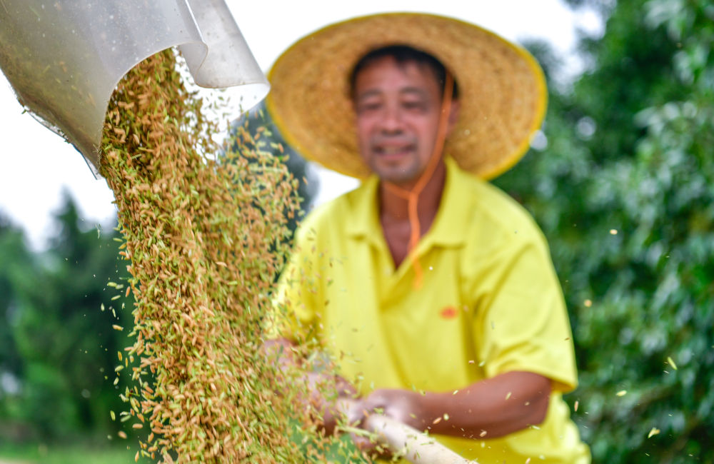 贵州省岑巩县水尾镇新场村的农民将收获的杂交水稻种子装车（2023年8月26日摄）。