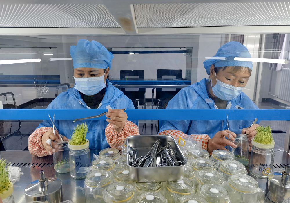技术人员在河北省张家口市德胜村一处育种室内培育微型马铃薯瓶苗（2024年2月4日摄）。