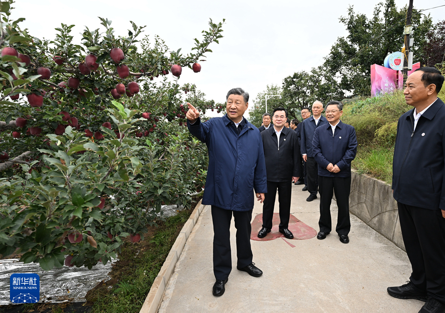 9月10日至13日，中共中央总书记、国家主席、中央军委主席习近平在甘肃考察。这是11日上午，习近平在天水市麦积区南山花牛苹果基地考察。