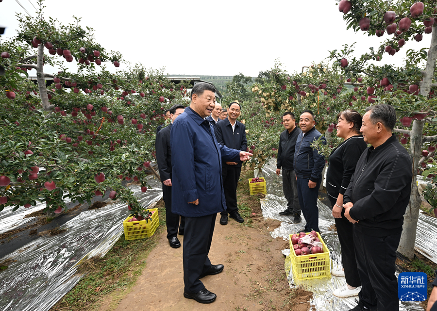 9月10日至13日，中共中央总书记、国家主席、中央军委主席习近平在甘肃考察。这是11日上午，习近平在天水市麦积区南山花牛苹果基地考察时，走进果林了解相关种植、技术和管理情况。