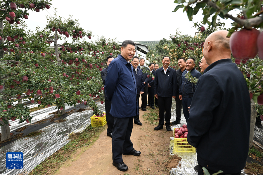 9月10日至13日，中共中央总书记、国家主席、中央军委主席习近平在甘肃考察。这是11日上午，习近平在天水市麦积区南山花牛苹果基地考察时，走进果林了解相关种植、技术和管理情况。
