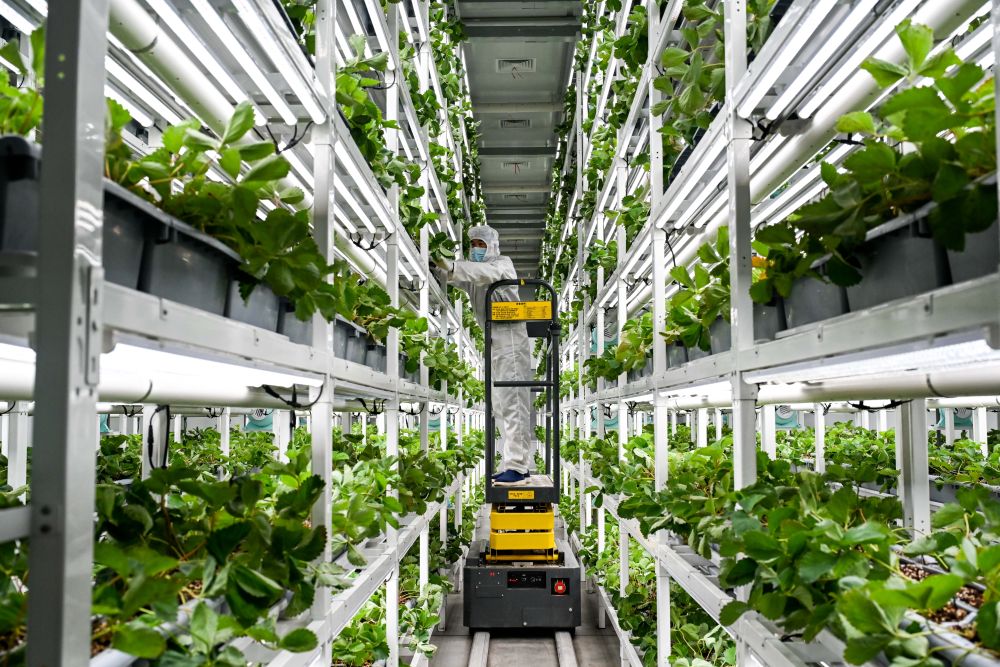 2025年2月28日，工作人员在内蒙古宇生乐谷丰现代农业产业园的植物工厂管护草莓。