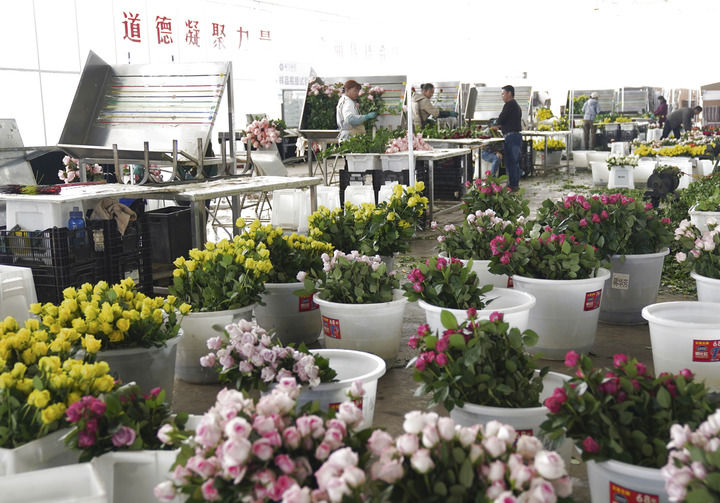 2025年3月24日，工人在云南丽江现代花卉产业园包装鲜花。