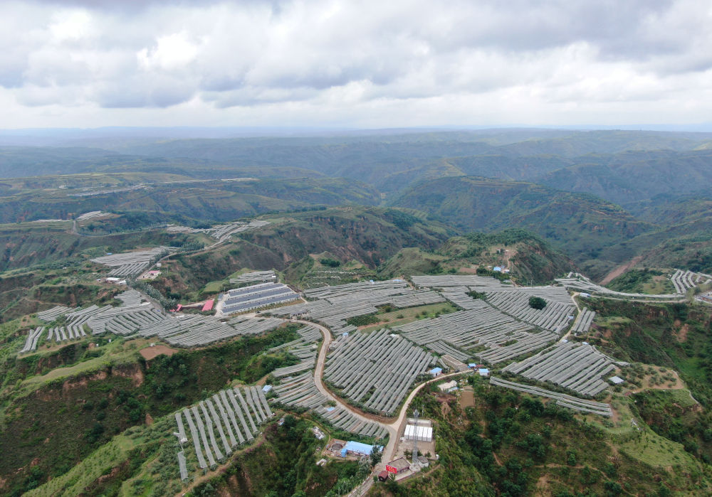 这是陕西省延安市延川县文安驿镇梁家河村山地苹果园（2023年6月28日摄，无人机照片）。