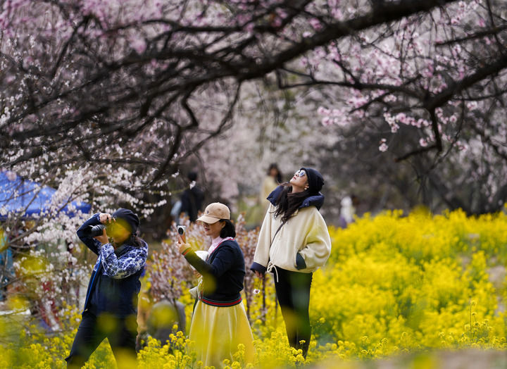 游客在西藏林芝市巴宜区嘎拉村欣赏桃花（2025年4月2日摄）。