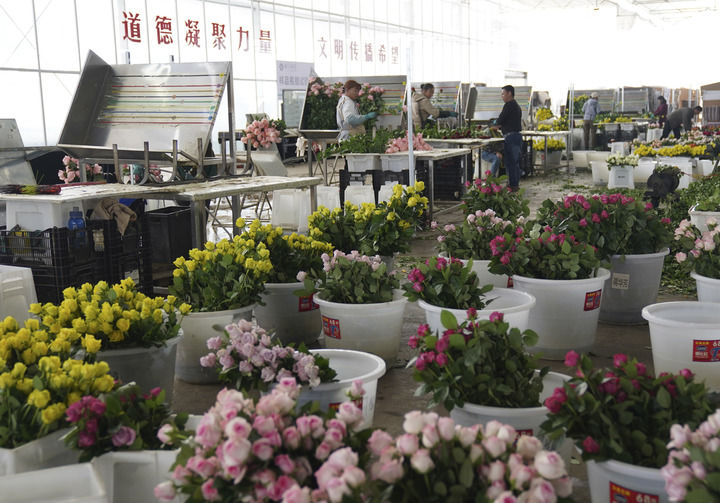 2025年3月24日，工人在云南丽江现代花卉产业园包装鲜花。