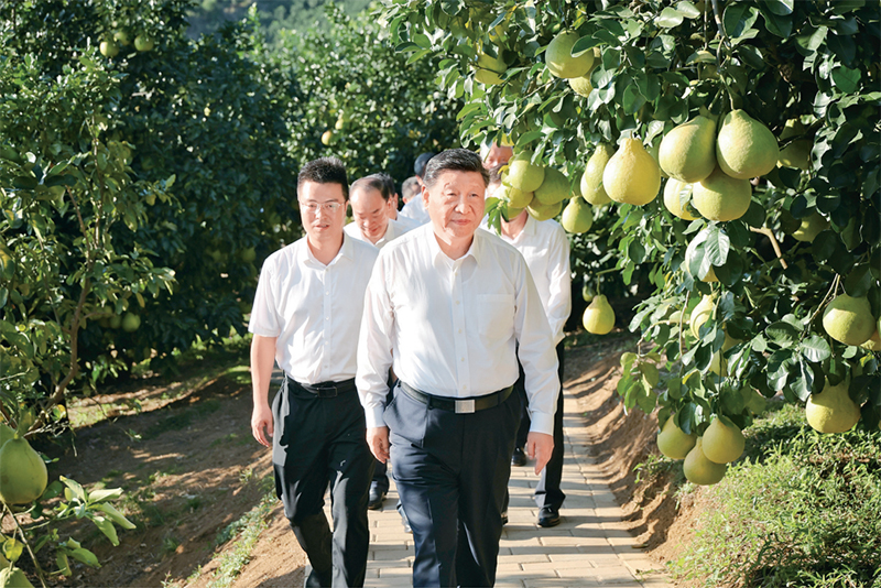 2025年11月7日至8日，中共中央总书记、国家主席、中央军委主席习近平在广东考察。这是7日下午，习近平在梅州市梅县区雁洋镇南福金柚种植基地考察。