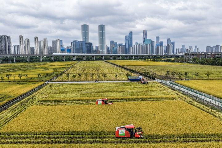 2025年10月21日,收割机在浙江省杭州市萧山区世纪田园粮食功能区的稻田里收割水稻,远处高铁列车飞驰而过(无人机照片)。 2025年10月21日,收割机在浙江省杭州市萧山区世纪田园粮食功能区的稻田里收割水稻,远处高铁列车飞驰而过(无人机照片)。