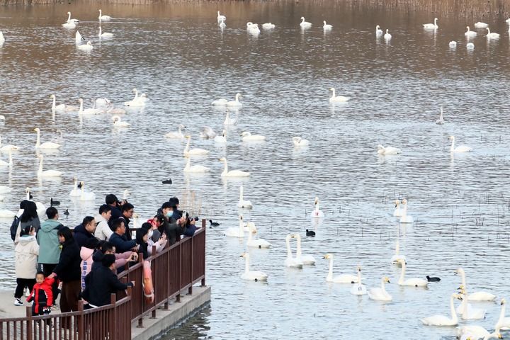 2025年12月20日,游人在河南省三门峡市天鹅湖国家城市湿地公园观赏天鹅。 2025年12月20日,游人在河南省三门峡市天鹅湖国家城市湿地公园观赏天鹅。