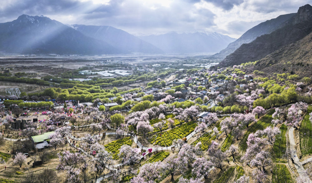 这是在西藏林芝市巴宜区嘎拉村拍摄的桃花（2025年3月29日摄，无人机全景照片）。