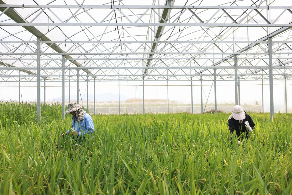 2025年3月21日，工作人员在海南三亚国家南繁科研育种基地收种。
