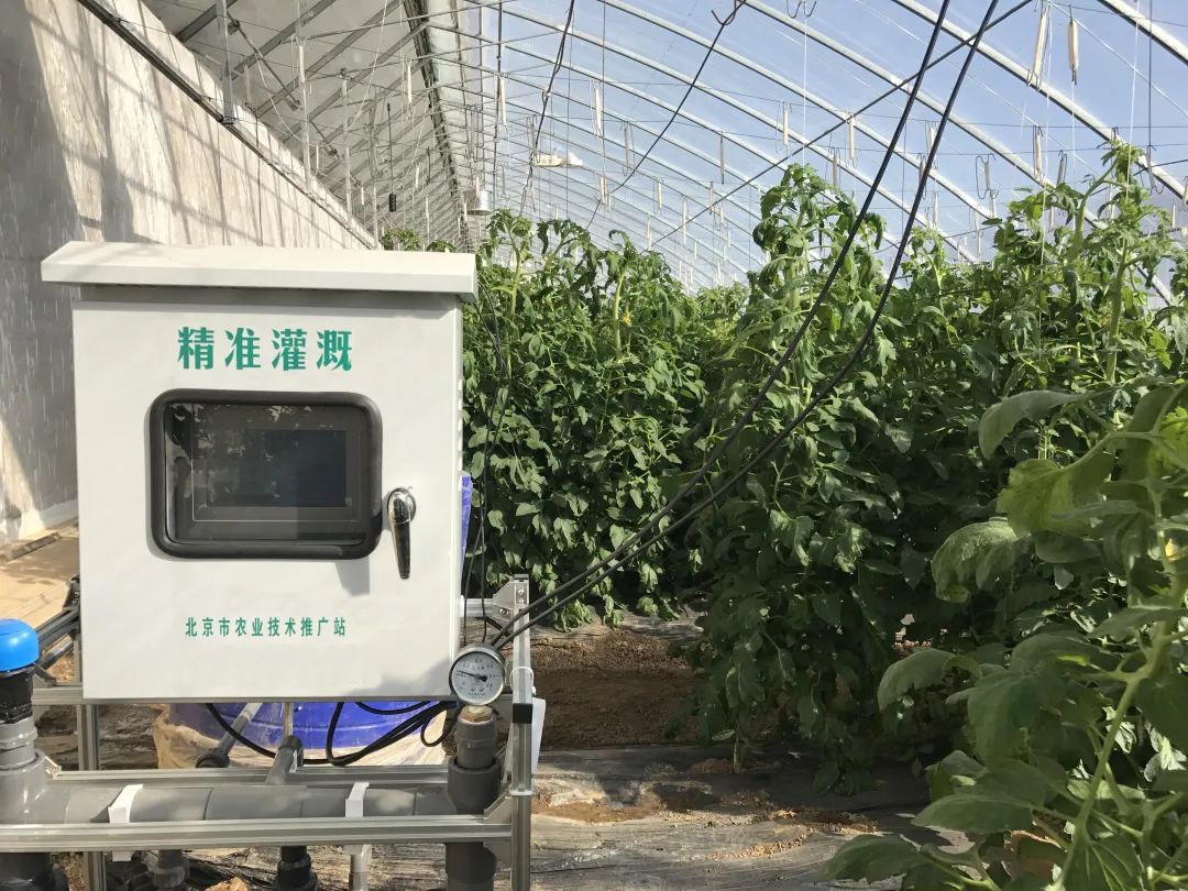 番茄微灌技术