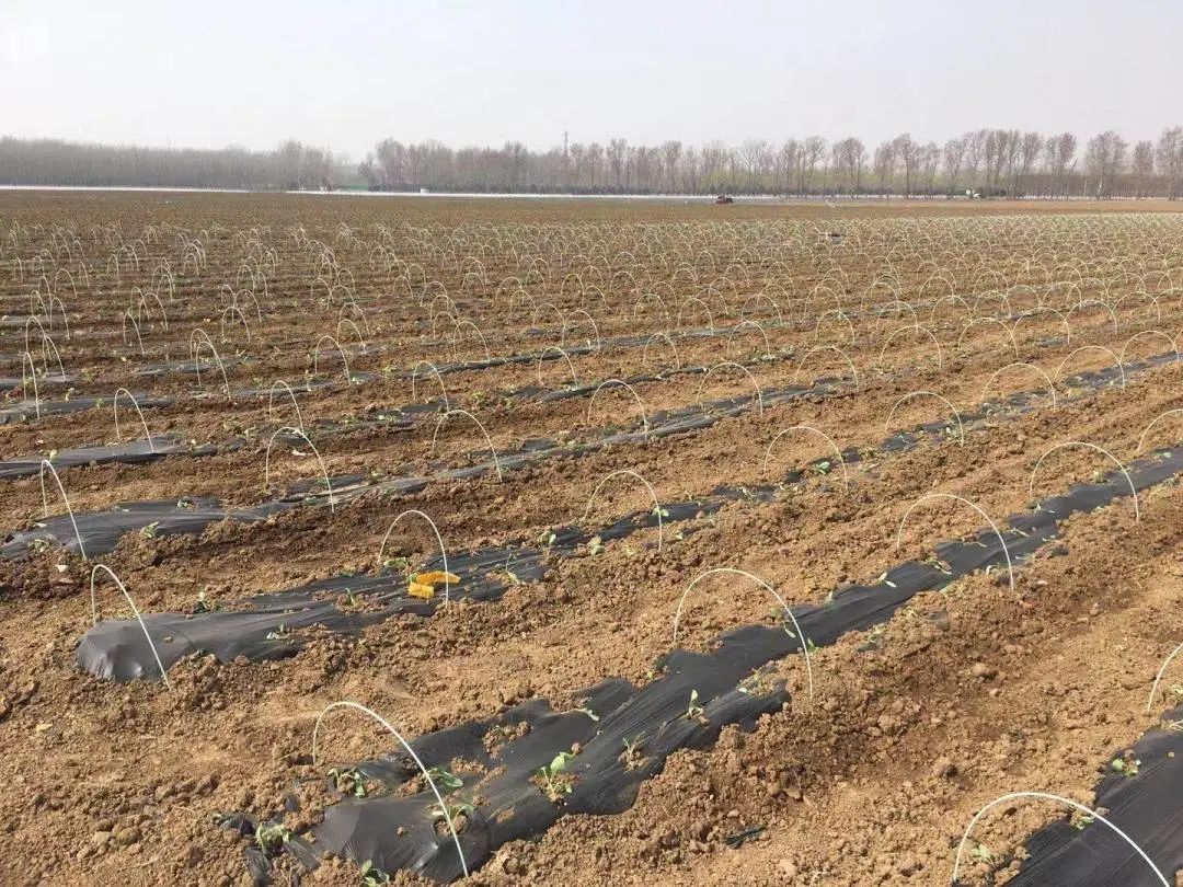 全生物降解地膜在露地菜应用