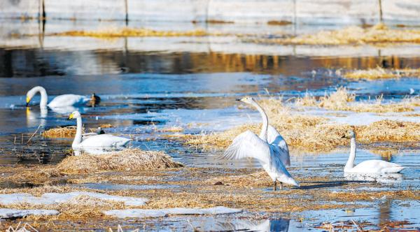 大天鹅在密云水库上游清水河地区啄食戏水。 大天鹅在密云水库上游清水河地区啄食戏水。