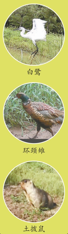 24小时采集野生动物影像