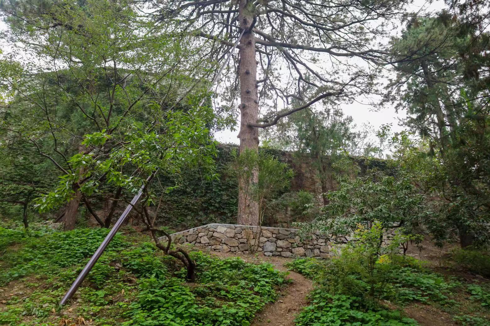 香山公园设立首个古树保护示范区