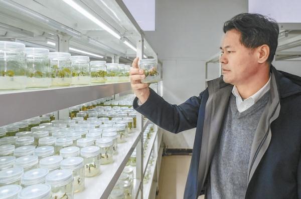 2月1日，何海龙在组培室察看红薯苗长势。