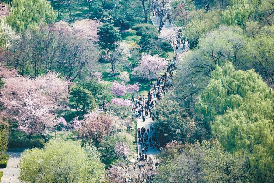玉渊潭公园樱花园后山风景如画，游人如织。（北京市公园管理中心供图）