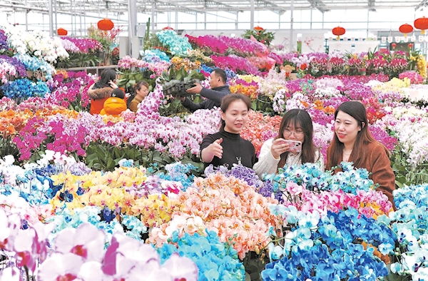 2024年年宵花展期间家庭园艺产品交易额达16.1亿元。图为市民在挑选花卉。
